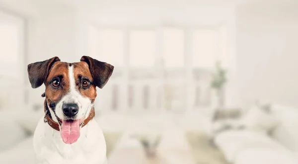 Perro Acostado Cama Con Toalla Blanca Mirando Cámara — Foto de Stock