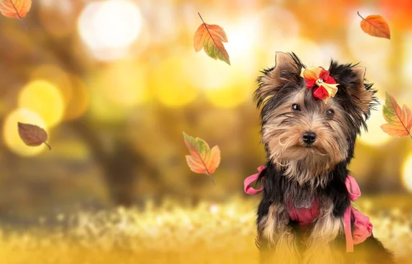 Lindo Yorkshire Terrier Perro Con Arco Sobre Fondo Borroso — Foto de Stock