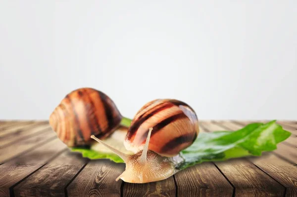 Caracol Sobre Fundo Branco — Fotografia de Stock