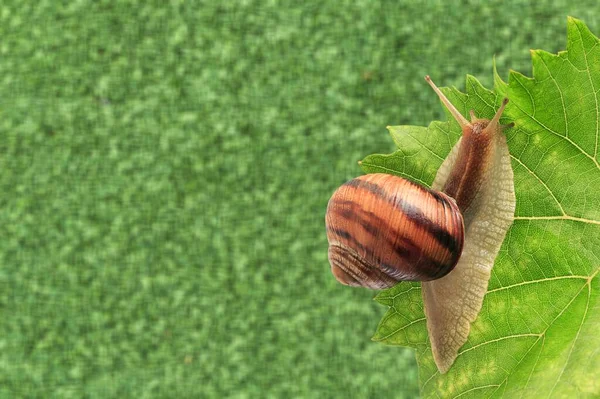 绿叶上的蜗牛 — 图库照片