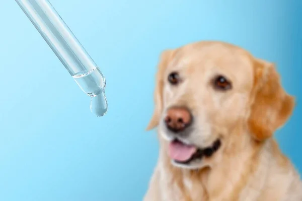 Cão Com Uma Lupa Fundo Azul — Fotografia de Stock