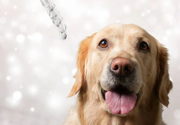 Golden Retriever Perro Sobre Fondo Nieve — Foto de Stock