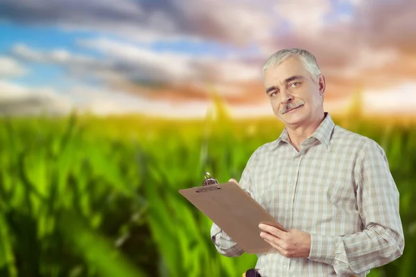 Hombre Agrónomo Está Parado Campo Maíz Crecimiento Está Examinando Los — Foto de Stock