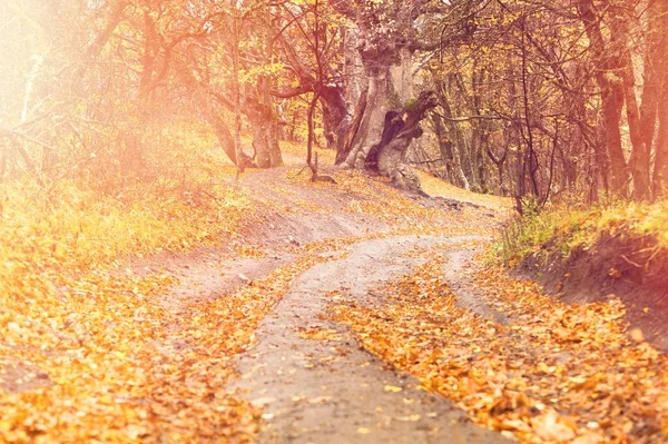Abstrato Outono Colorido Folha Natureza Com Fundo Cores Mal Humoradas — Fotografia de Stock
