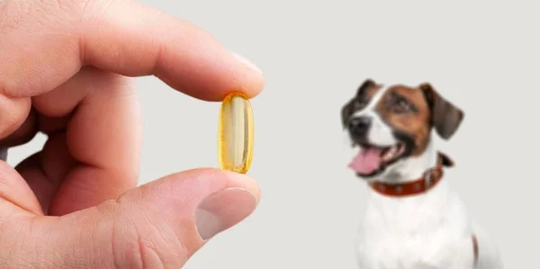 Nemocný Pes Čeká Dostane Pilulku Ruky Majitele Nebo Lékaře — Stock fotografie