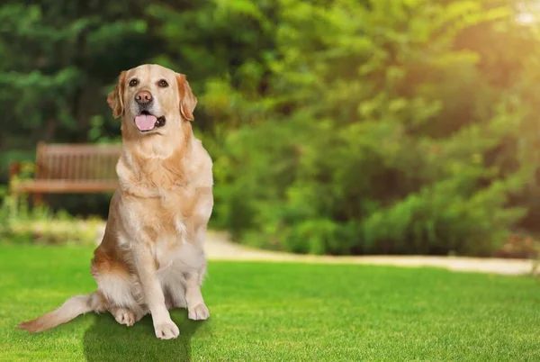 Parktaki Köpek — Stok fotoğraf