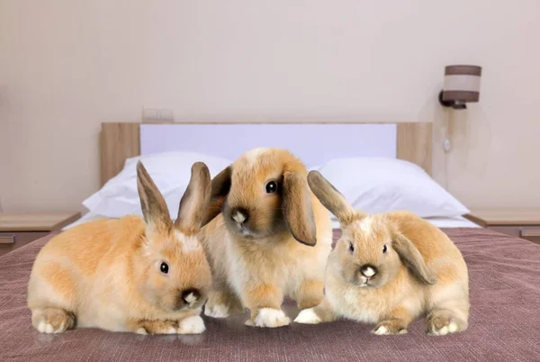 Coelho Fofo Bonito Coelho Cama — Fotografia de Stock