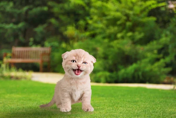 Gattino Carino Nel Parco — Foto Stock