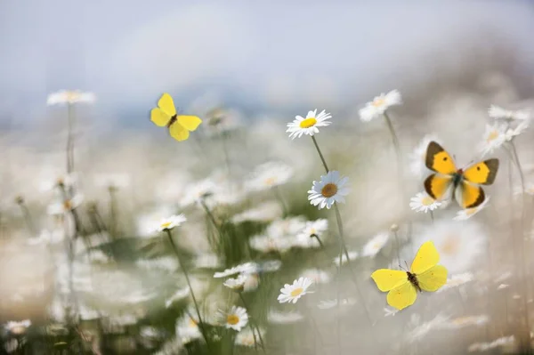 Lindas Flores Frescas Com Borboletas Esvoaçantes Verão Natureza — Fotografia de Stock