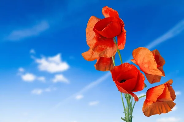 Red Poppy Flowers Field — Stock Photo, Image
