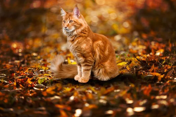 Rote Katze Herbstwald — Stockfoto