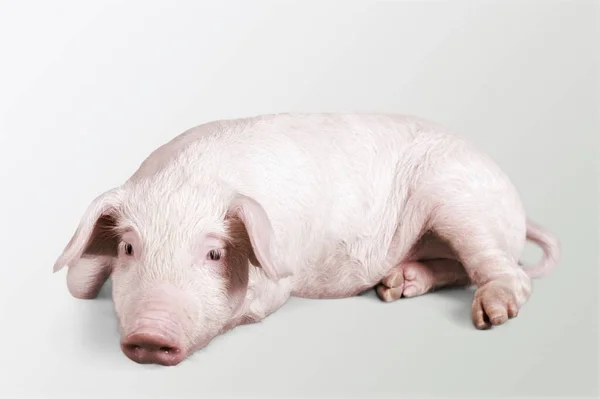 Cerdo Doméstico Blanco Sobre Fondo Rosa Estudio — Foto de Stock