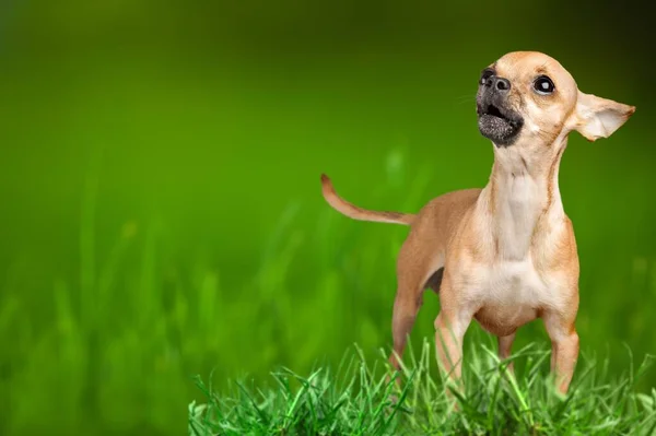 Schattig Hond Groen Gras — Stockfoto