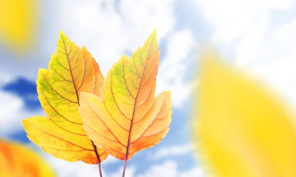 Голубое Небо Осенний Пейзаж Яркими Красочными Листьями — стоковое фото