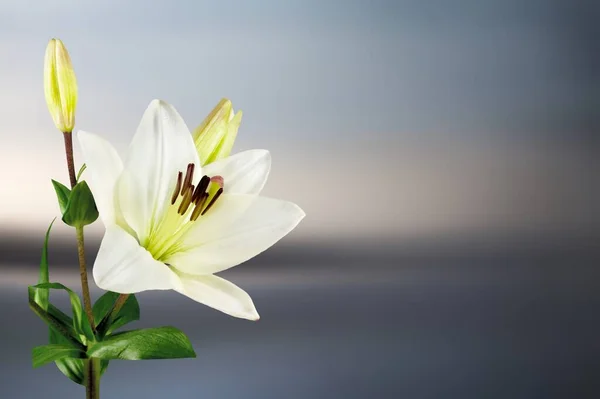 Όμορφο Λουλούδι Στο Φόντο Μιας Ανοιξιάτικης Ημέρας — Φωτογραφία Αρχείου