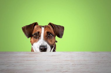 Jack Russell Terrier arka planda 