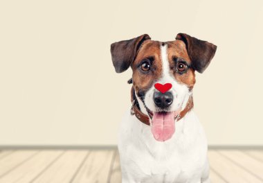 Arka planda Jack Russell Terrier köpeği 