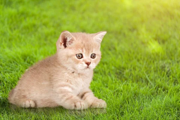Kotek Siedzi Trawie Tle Zbliżenie — Zdjęcie stockowe