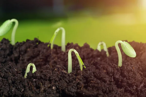 Jeunes Plantes Vertes Poussant Dans Sol — Photo