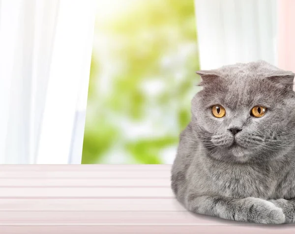 Gato Sentado Mesa Madera — Foto de Stock