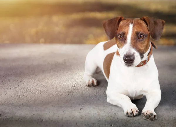 Jack Russell Terrier Cão Fundo — Fotografia de Stock
