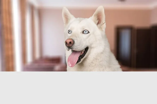 Niedlichen Weißen Hund Auf Dem Hintergrund Nahaufnahme — Stockfoto