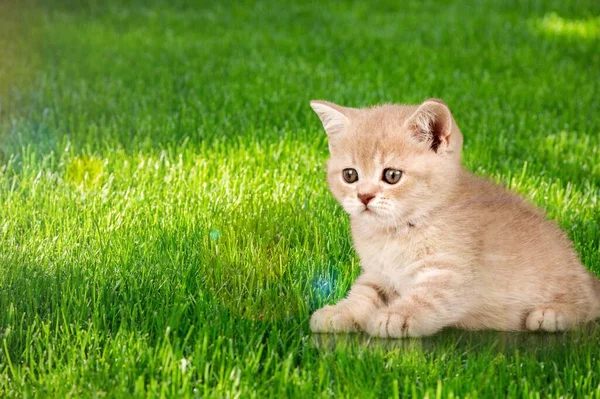 後ろの草の上に子猫が座って — ストック写真