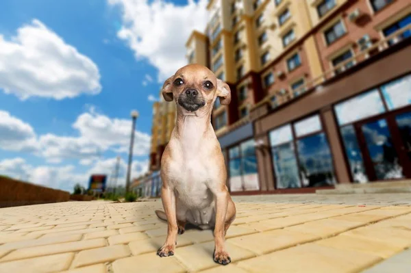 Cute Chihuahua Puppy City Background — Stock Photo, Image