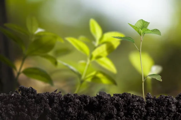 Jonge Planten Die Bodem Groeien — Stockfoto