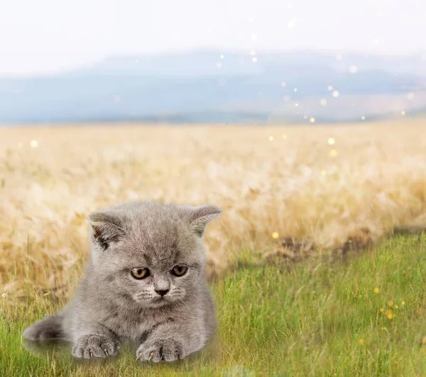 Kattunge Sitter Gräset Bakgrunden Närbild — Stockfoto