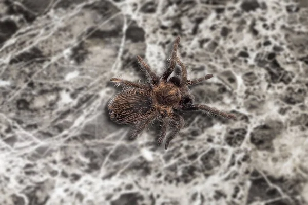 Tarantula Örümceği Arka Planda Kapat — Stok fotoğraf