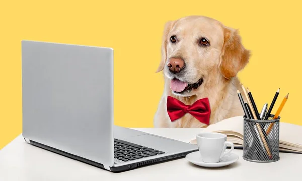 Hund Med Laptop Och Kopp Kaffe Färg Bakgrund — Stockfoto