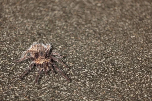 Tarantula Spider Background Close — Stock Photo, Image