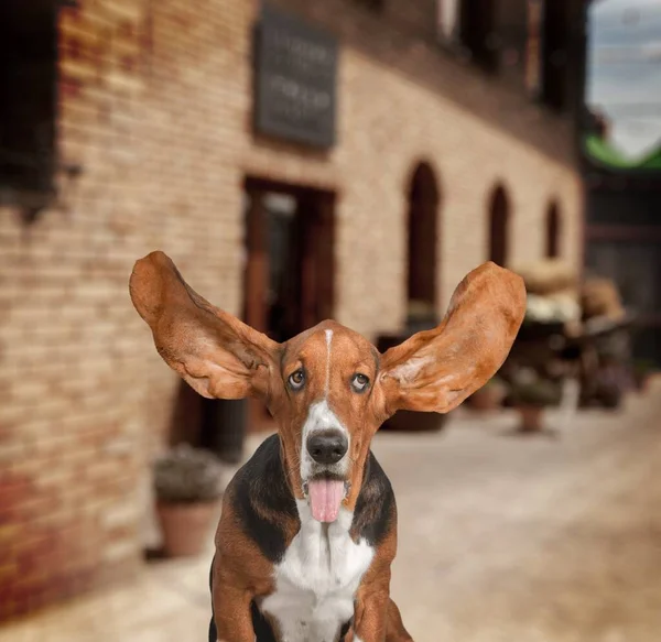Basset Κυνηγόσκυλο Στο Φόντο Της Φύσης — Φωτογραφία Αρχείου