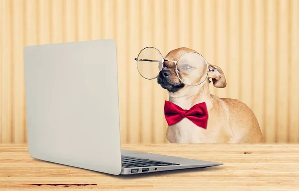 Chihuahua Pies Okularami Laptopem Stole — Zdjęcie stockowe