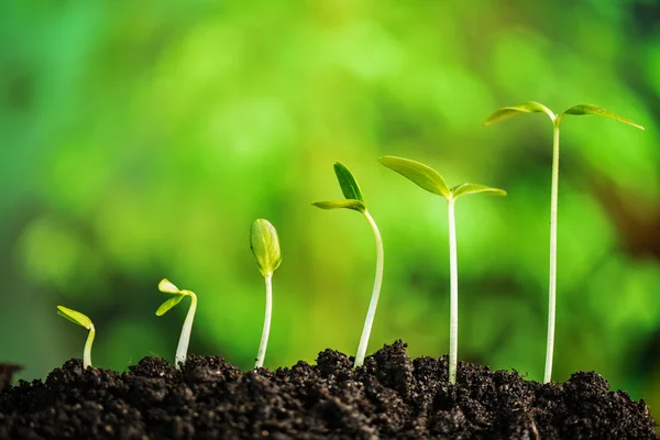 Plant-New life — Stock Photo, Image