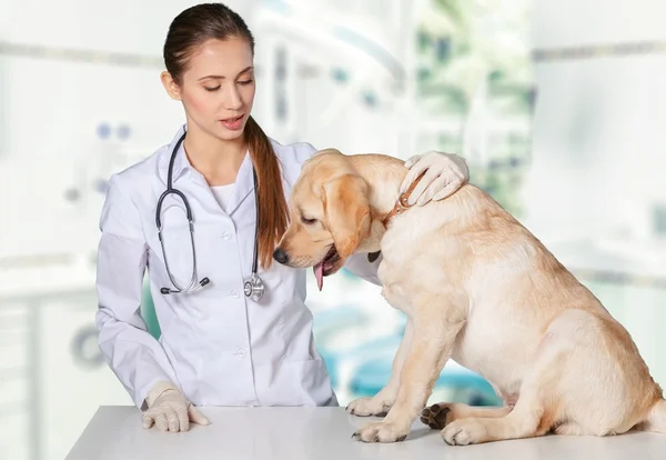 犬の獣医は、ペット. — ストック写真