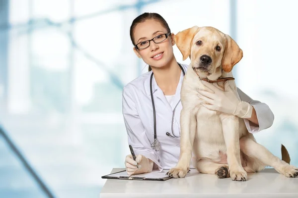 Veterinär, veterinär, sällskapsdjur. — Stockfoto