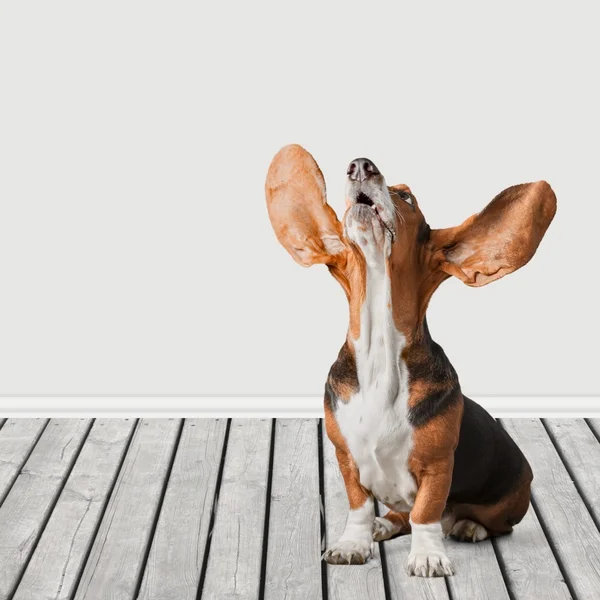 Hund, Humor, Basset Hound. — Stockfoto