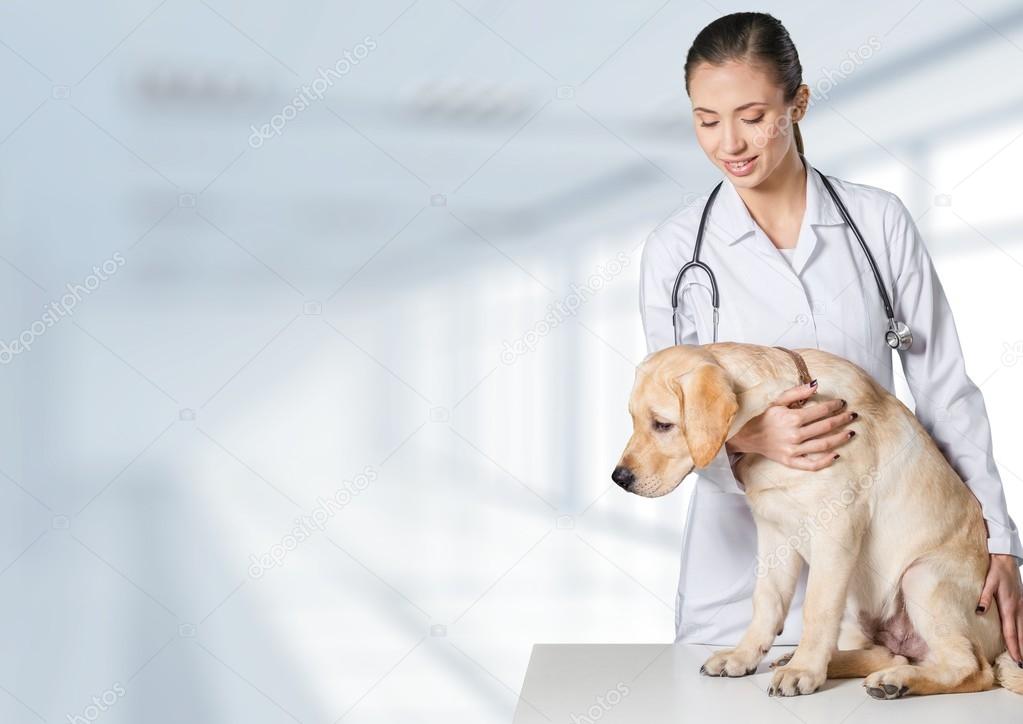 Dog, robe, white. — Stock Photo © billiondigital 73043543