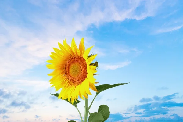 Sonnenblume, isoliert, Einzelblüte. — Stockfoto