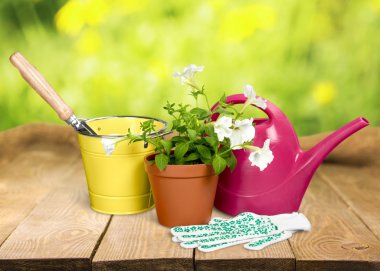 Bahçecilik, Bahçe ekipmanları, bitki.