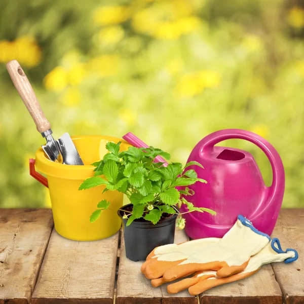 Jardinagem, Equipamento de jardinagem, Planta . — Fotografia de Stock