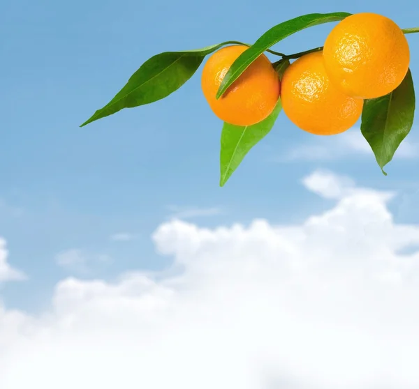 Orange, Branch, Fruit. — Stock Photo, Image