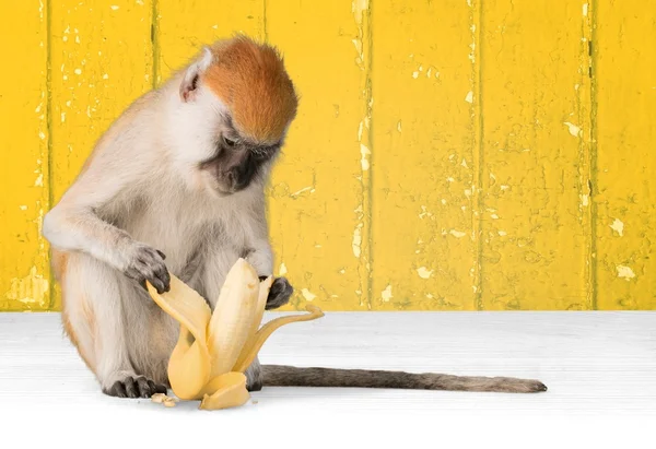 Małpa, Banana, prymas. — Zdjęcie stockowe