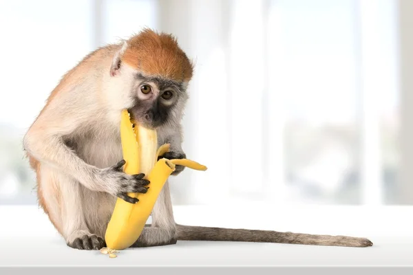 Macaco bonito comendo frutas de banana na ilustração de natureza