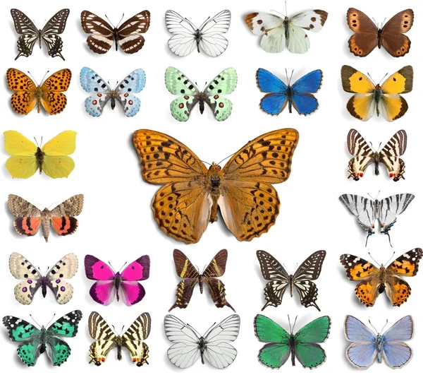 나비, 곤충, 날개. — 스톡 사진