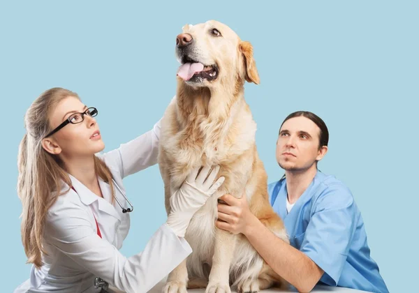 Veterinario, veterinario, perro . — Foto de Stock