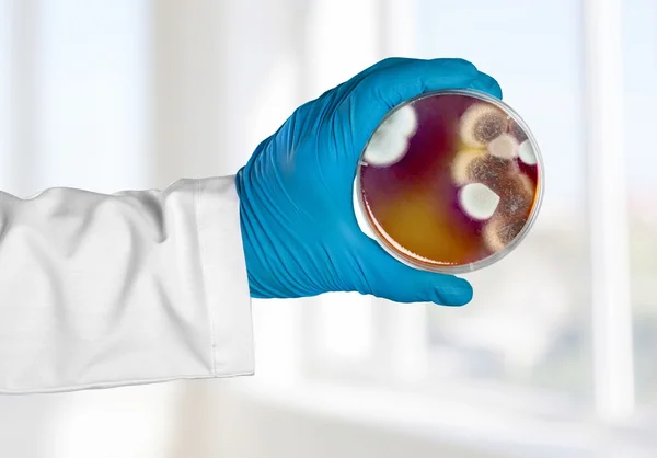 Analizar, fondo, bacterias . — Foto de Stock