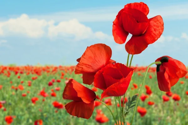 Poppy, Corn Poppy, Red. — Stock Photo, Image